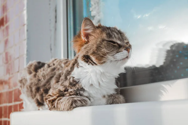 Charmante weiße rote Katze liegt auf der Fensterbank und schaut aus dem Fenster — Stockfoto