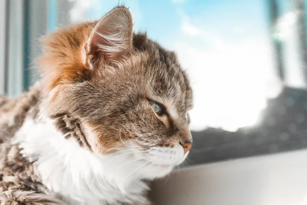 Charmante weiße rote Katze liegt auf der Fensterbank und schaut aus dem Fenster — Stockfoto