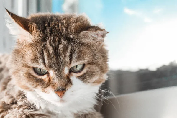 Charmante weiße rote Katze liegt auf der Fensterbank und schaut aus dem Fenster — Stockfoto