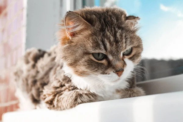 Incantevole gatto bianco rosso sdraiato sul davanzale della finestra e guardando attraverso la finestra — Foto Stock