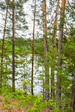 Yeşil orman ağaçları. Doğa tablo Yeşil ağaç güneş ışığı