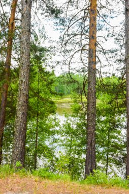 Yeşil orman ağaçları. Doğa tablo Yeşil ağaç güneş ışığı