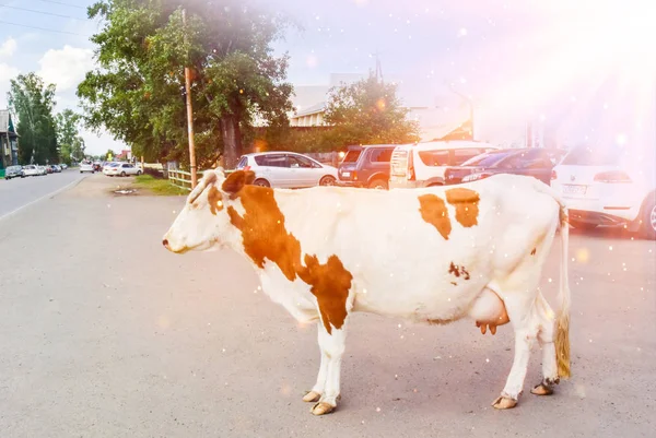 Uma Vaca Jovem Uma Cidade Aldeia Atravessa Estrada Perto Casa — Fotografia de Stock