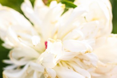 Yeşilbahçe çiçekleri buket closeup ile güzel beyaz şakayık bokeh. Nazik arka plan. Romantizm. Duvar kağıdı. Odak dışı