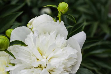 Yeşilbahçe çiçekleri buket closeup ile güzel beyaz şakayık bokeh. Nazik arka plan. Romantizm. Duvar kağıdı. Odak dışı