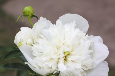 Yeşilbahçe çiçekleri buket closeup ile güzel beyaz şakayık bokeh. Nazik arka plan. Romantizm. Duvar kağıdı. Odak dışı