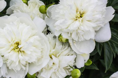 Yeşilbahçe çiçekleri buket closeup ile güzel beyaz şakayık bokeh. Nazik arka plan. Romantizm. Duvar kağıdı. Odak dışı