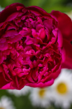 Yeşilbahçe çiçekleri buket closeup ile güzel kırmızı Burgundy şakayık bokeh. Nazik arka plan. Romantizm. Duvar kağıdı. Odak dışı