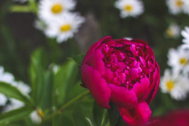 Yeşilbahçe çiçekleri buket closeup ile güzel kırmızı Burgundy şakayık bokeh. Nazik arka plan. Romantizm. Duvar kağıdı. Odak dışı