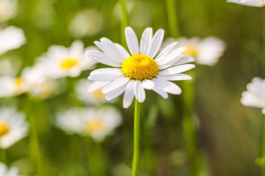 Papatya tarlası. Birinci sınıf çiçekler. Arka plan. Duvar kağıdı. Güzel. Odak dışında. Kanad 