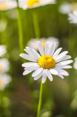 Papatya tarlası. Birinci sınıf çiçekler. Arka plan. Duvar kağıdı. Güzel. Odak dışında. Kanad 