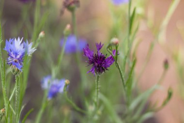 Mısır çiçekleri. Taze. Yaz çiçekleri tarlası. Güzel mavi çiçekler. Yakından kapatın. Odak dışında. Kanad