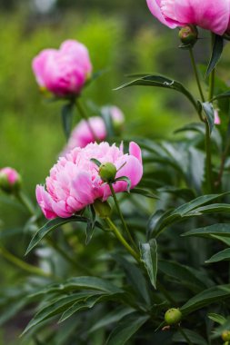Yeşilbahçe çiçekleri buket closeup ile güzel pembe şakayık bokeh. Nazik arka plan. Romantizm. Duvar kağıdı. Odak dışı