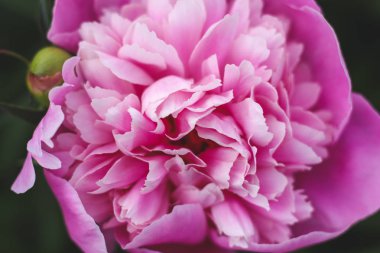 Yeşilbahçe çiçekleri buket closeup ile güzel pembe şakayık bokeh. Nazik arka plan. Romantizm. Duvar kağıdı. Odak dışı