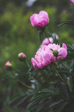 Yeşilbahçe çiçekleri buket closeup ile güzel pembe şakayık bokeh. Nazik arka plan. Romantizm. Duvar kağıdı. Odak dışı