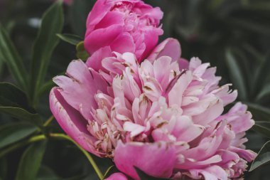 Yeşilbahçe çiçekleri buket closeup ile güzel pembe şakayık bokeh. Nazik arka plan. Romantizm. Duvar kağıdı. Odak dışı