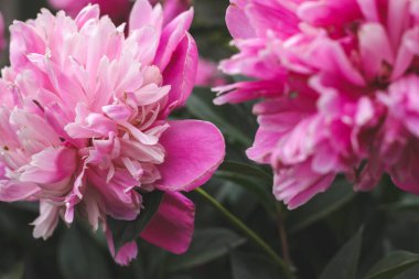 Yeşilbahçe çiçekleri buket closeup ile güzel pembe şakayık bokeh. Nazik arka plan. Romantizm. Duvar kağıdı. Odak dışı