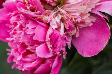 Yeşilbahçe çiçekleri buket closeup ile güzel pembe şakayık bokeh. Nazik arka plan. Romantizm. Duvar kağıdı. Odak dışı