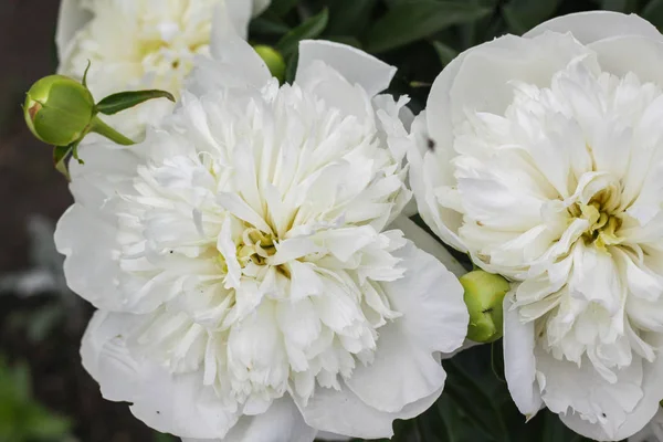 美しい白いピオは 緑の庭の花の花束クローズアップでボケ 穏やかな背景 ロマンス フォーカス外 — ストック写真