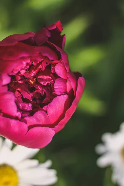 Překrásné Rudé Burgundské Peonie Zelenáči Zahrádkou Květinami Jemné Pozadí Romance — Stock fotografie