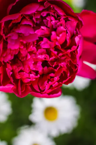 Mooie Rode Bourgogne Pioenrozen Bokeh Met Groen Tuin Bloemen Boeket — Stockfoto