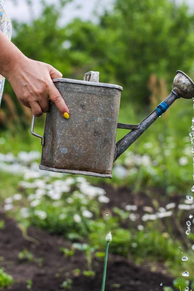 Watering Young Plants Watering Can Pouring Water Droplets Garden Greening — Stock Photo, Image