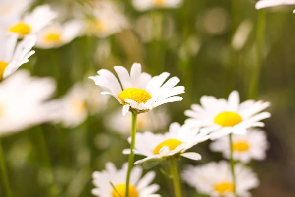 Field Daisies First Class Flowers Background Wallpaper Beautiful Out Focus — Stock Photo, Image