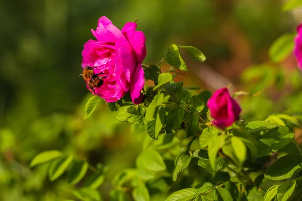 Beautiful shrub roses. Bloom. Summer flowers. In the garden. Out of focus. flank