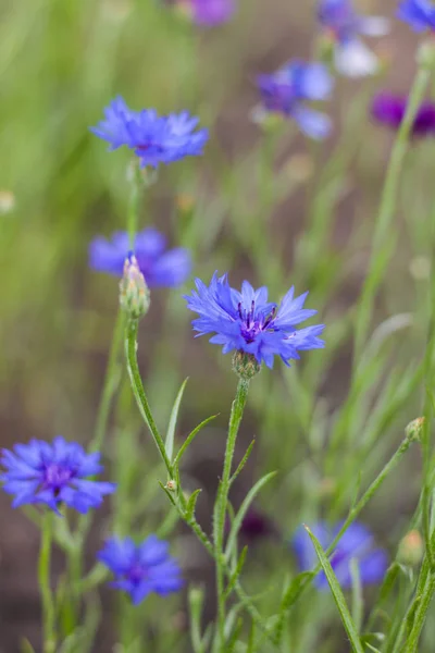 Kornblumen Frisch Sommerblumenfeld Schöne Blaue Blumen Nahaufnahme Unscharf Flanke — Stockfoto