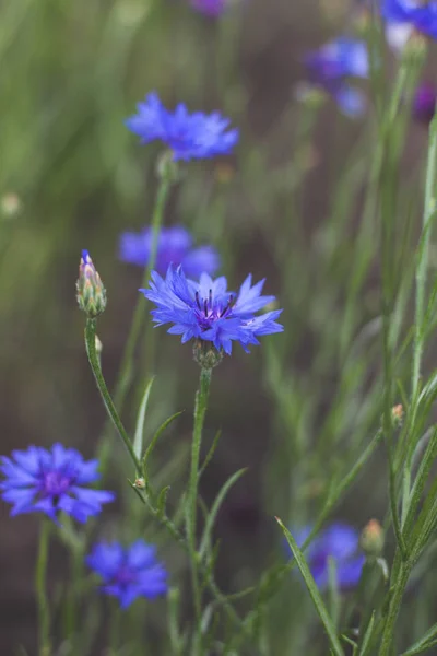 Kornblumen Frisch Sommerblumenfeld Schöne Blaue Blumen Nahaufnahme Unscharf Flanke — Stockfoto