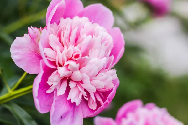緑の庭の花の花束クローズアップと美しいピンクのピオネボケ 穏やかな背景 ロマンス フォーカス外 — ストック写真