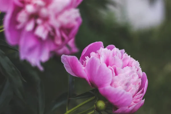 Nádherné Růžové Peonky Zelení Zahradami Květinami Jemné Pozadí Romance Tapety — Stock fotografie