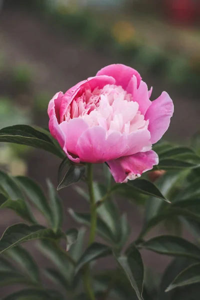 緑の庭の花の花束クローズアップと美しいピンクのピオネボケ 穏やかな背景 ロマンス フォーカス外 — ストック写真