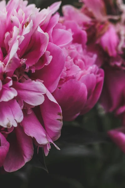 Nádherné Růžové Peonky Zelení Zahradami Květinami Jemné Pozadí Romance Tapety — Stock fotografie