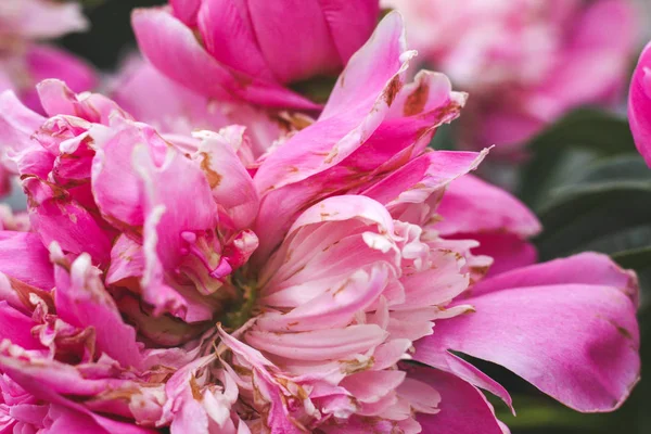 Nádherné Růžové Peonky Zelení Zahradami Květinami Jemné Pozadí Romance Tapety — Stock fotografie