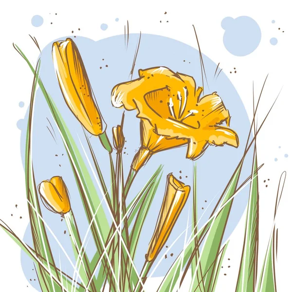 Żółta Lilia Bud Liść Białym Tle Trawie — Zdjęcie stockowe