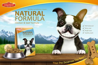 Boston terrier ve 3d resimde ahşap masa üstünde onun yiyecek gülümseyen komik köpek gıda reklam