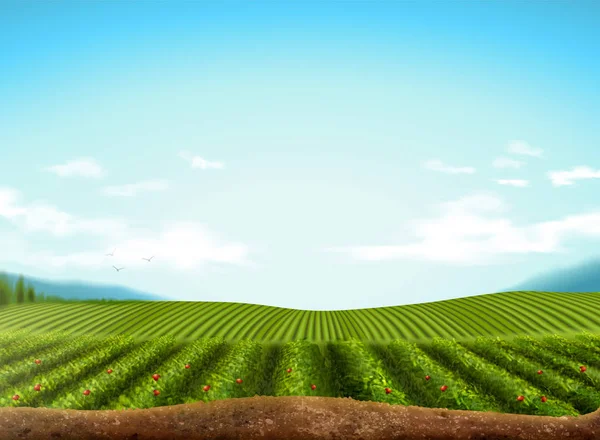 Grönt fält bakgrund — Stock vektor
