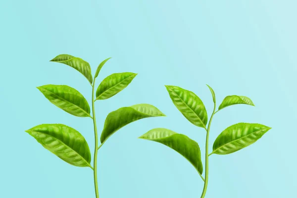 Frische Zweige Aus Grünem Tee Isoliert Auf Himmelblauem Hintergrund Element — Stockvektor