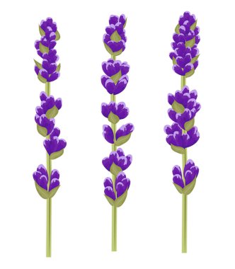 lavanta çiçekleri watercolo tarzı