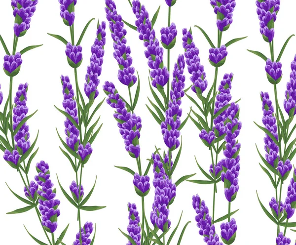 background of purple lavender flowers, watercolor style flowers. elegant flowers. vector illustration