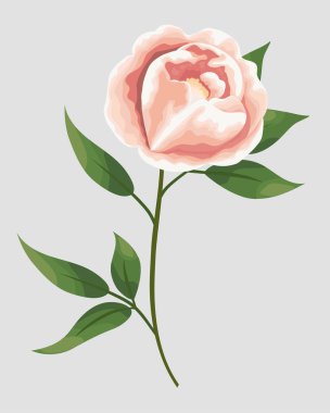 Şakayık çiçekleri watercolo tarzı