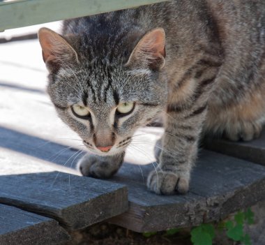 Güzel kedi. Yaklaş.