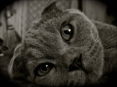 Güzel kedi. Yaklaş.