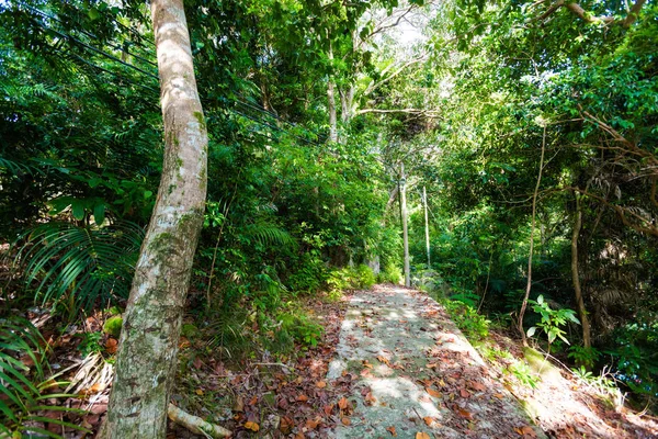 Trekking Por Selva Isla Tropical Tioman Malasia Hermosa Naturaleza Del — Foto de Stock