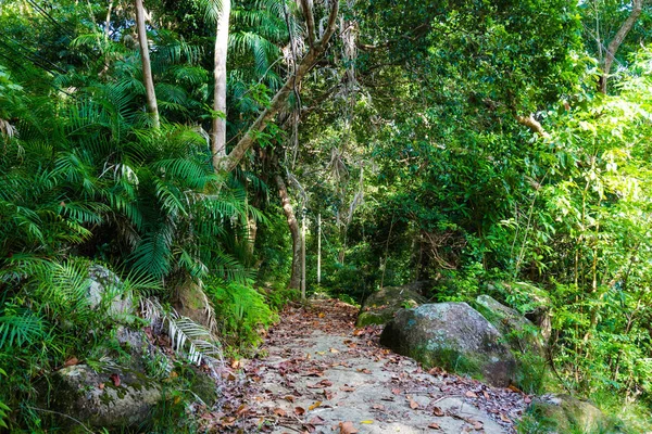Путешествие Джунгли Тропическом Острове Тиоман Малайзии Красивая Природа Юго Восточной — стоковое фото