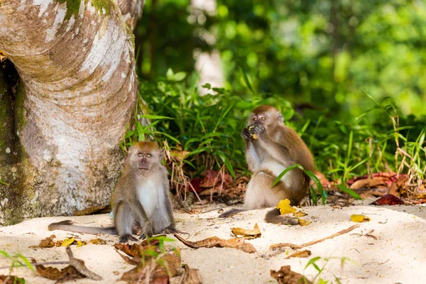 Wild Macaques Tropical Tioman Island Malaysia Beautiful Wildlife Nature South — Stock Photo, Image