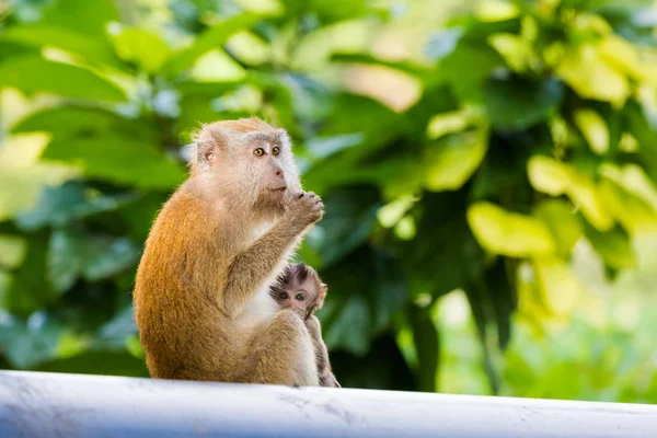 Wilde Makaken Auf Der Tropischen Insel Tioman Malaysia Wunderschöne Tierwelt — Stockfoto
