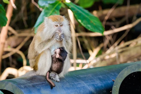 Wild Macaques Tropical Tioman Island Malaysia Beautiful Wildlife Nature South — Stock Photo, Image