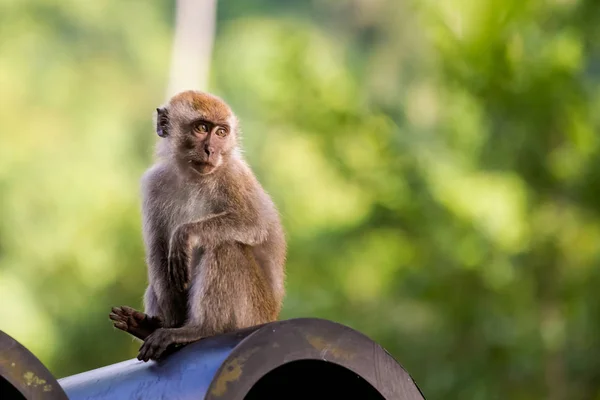 Wild Macaques Tropical Tioman Island Malaysia Beautiful Wildlife Nature South — Stock Photo, Image